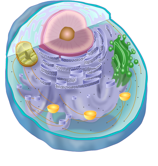 Animal Cell Animal Cell