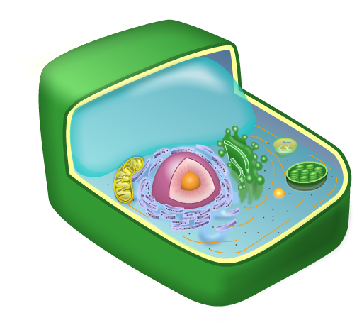 Plant Cell