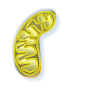 Mitochondrion